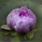 ~~Peonia~~