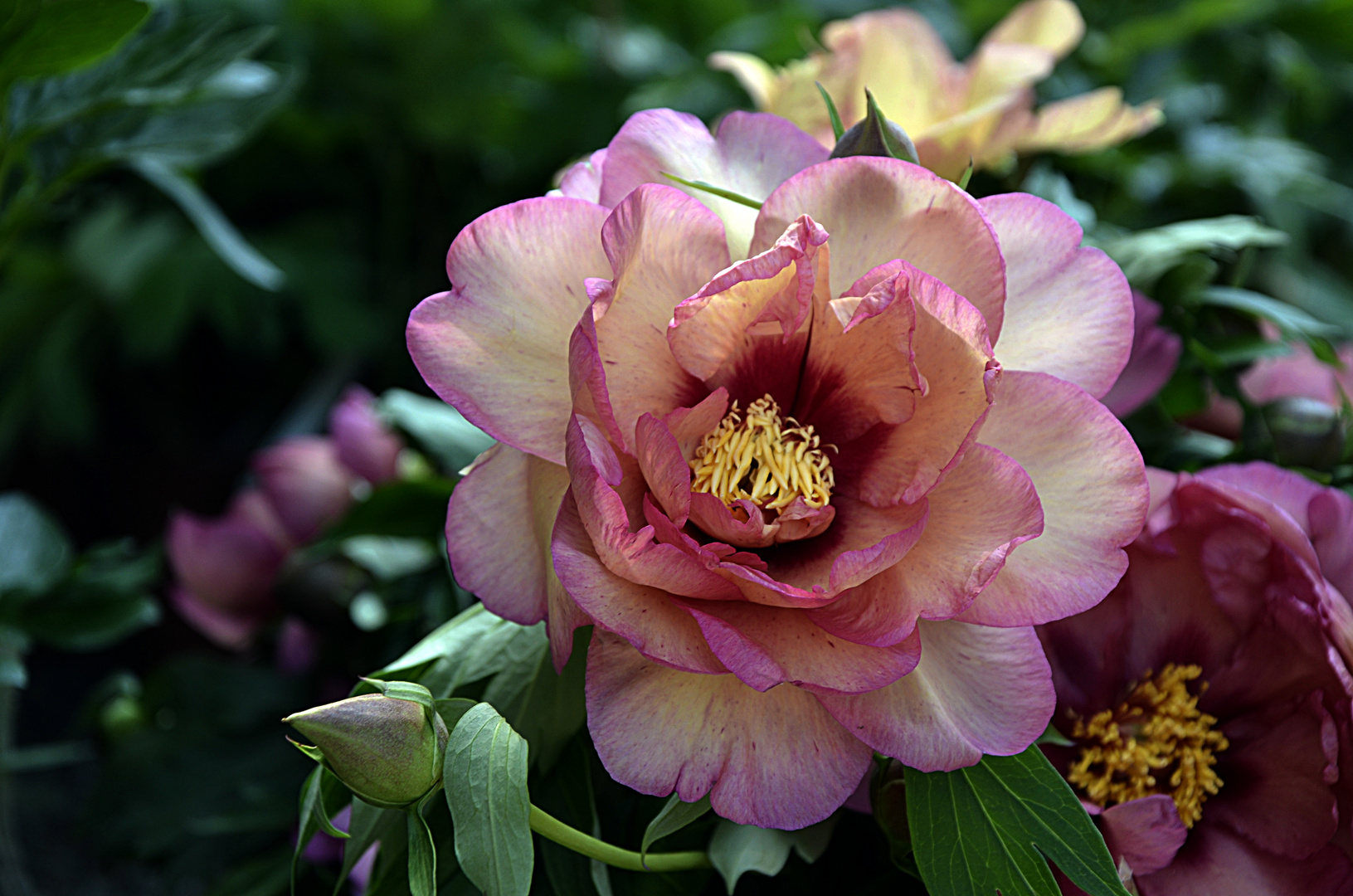 Peonia