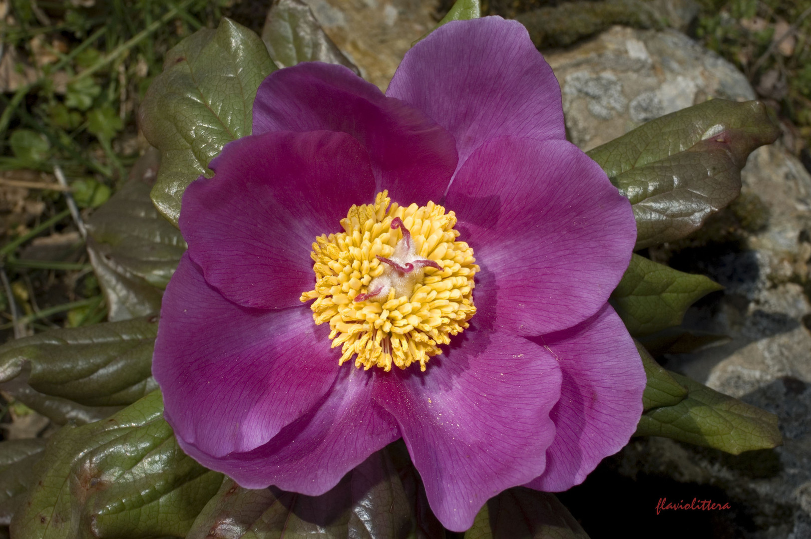 Peonia