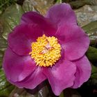 Peonia