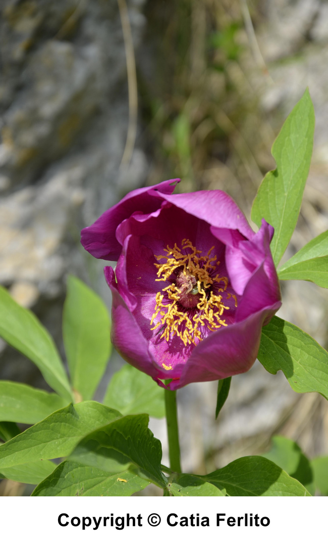 Peonia