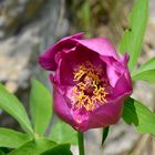 Peonia