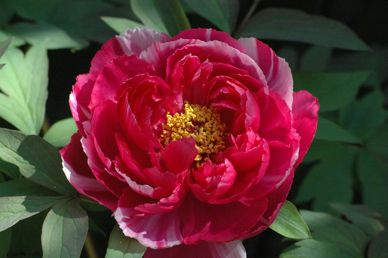 Peonia