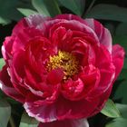 Peonia