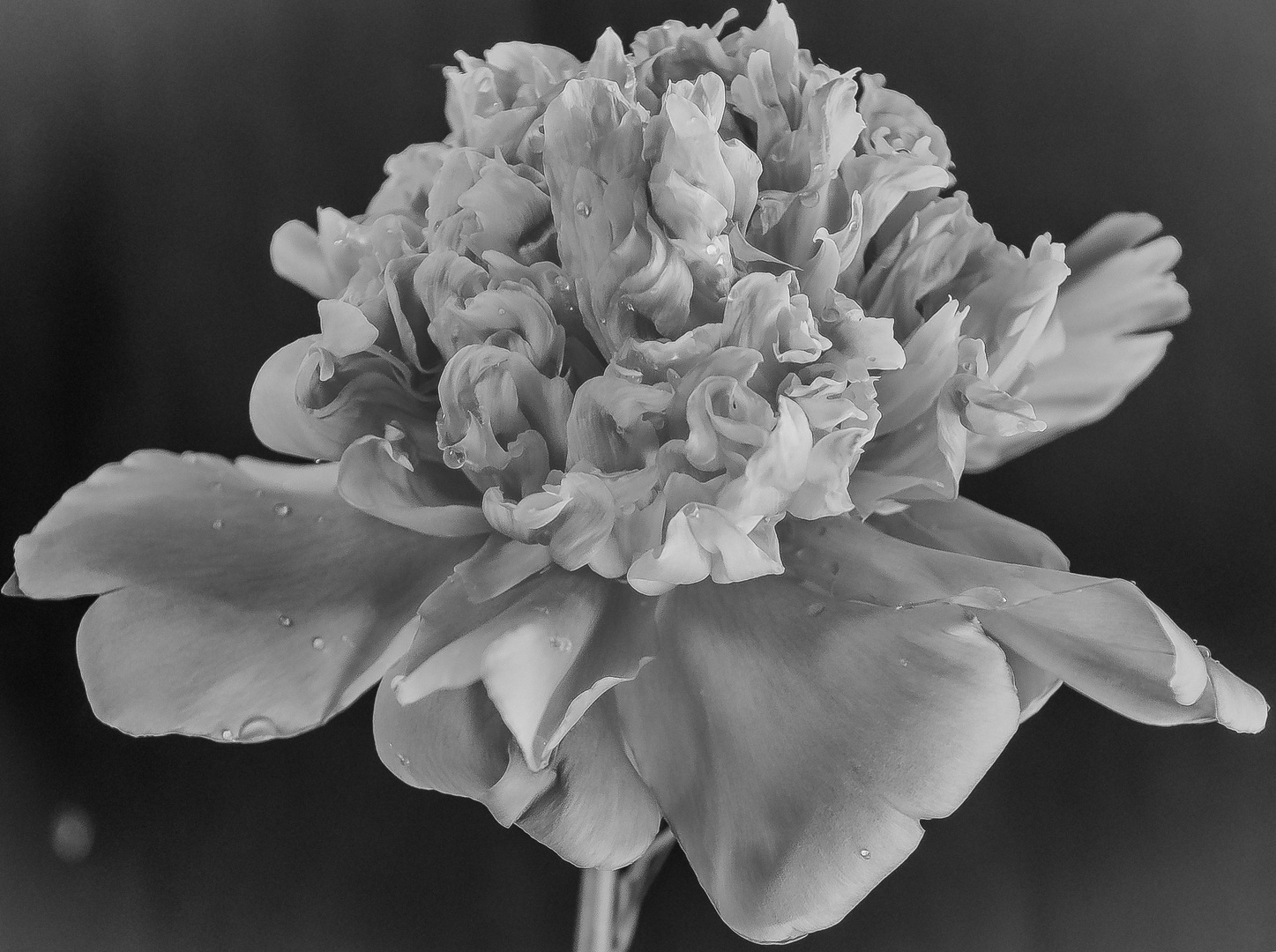 Peonia