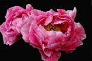 PEONIA GIGANTE...Fiore di Primavera von Alvaro Monnetti 