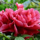 Peonia in abito rosso