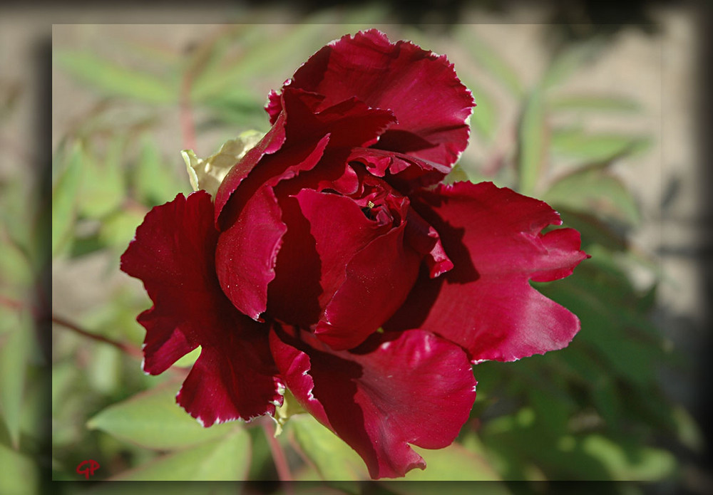 Peonia in boccio