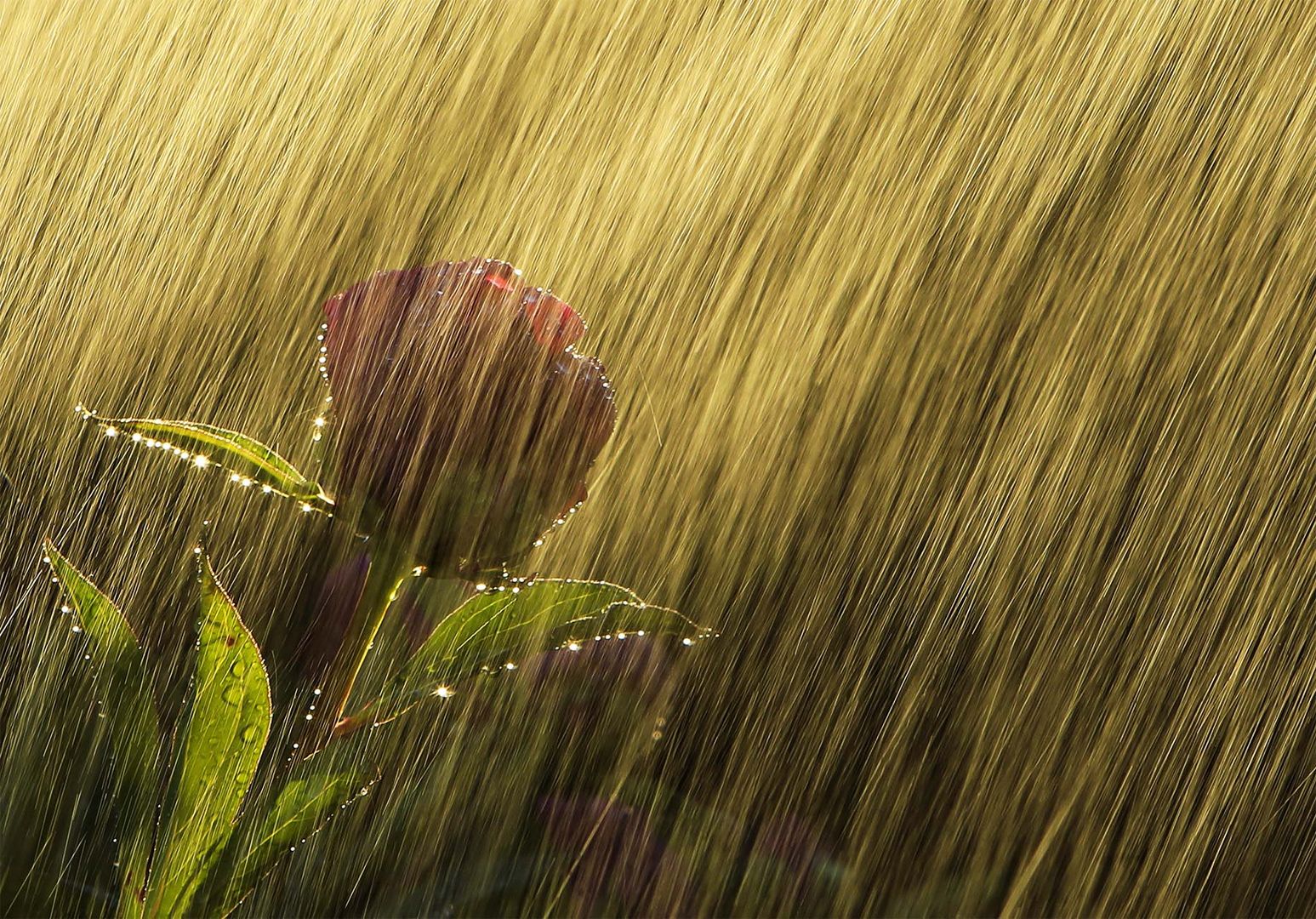 Peonia in the rain (2)