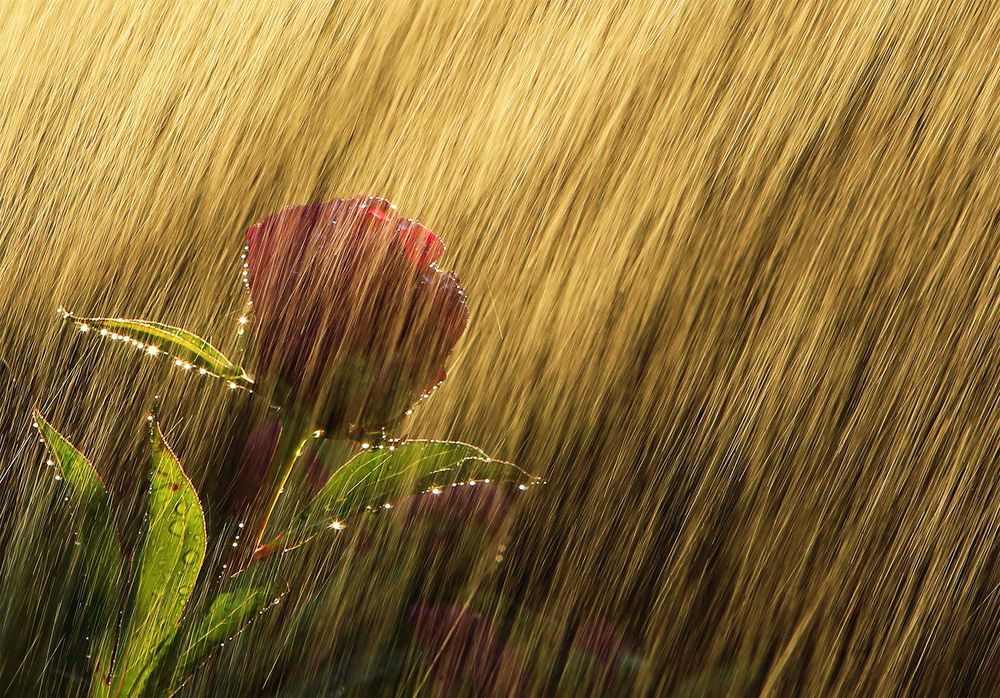 Peonia in the rain (2)