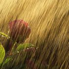 Peonia in the rain (2)