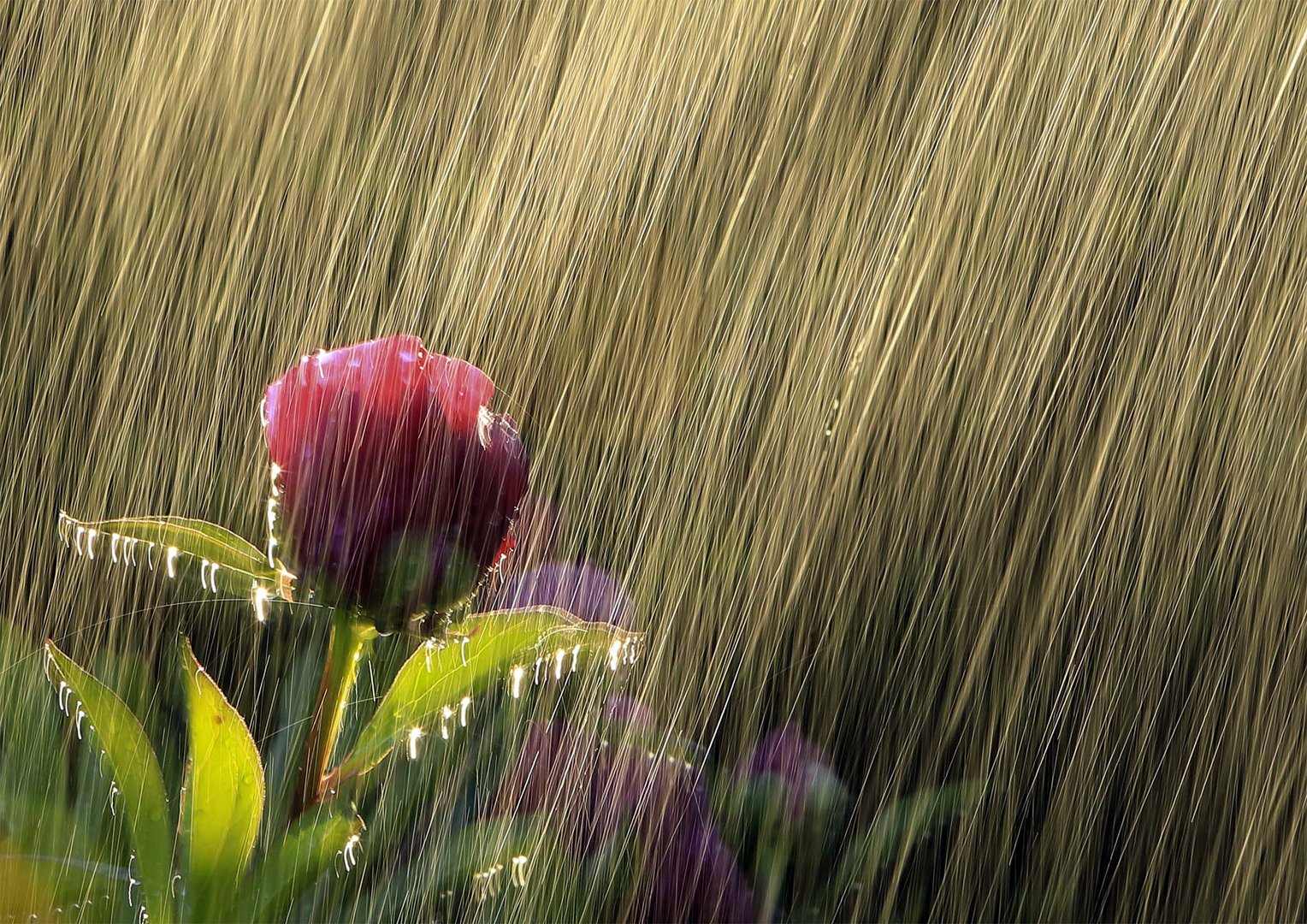 Peonia in the rain