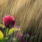 Peonia in the rain