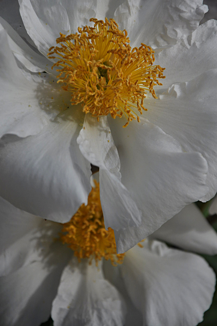 peonia "krinkled white"