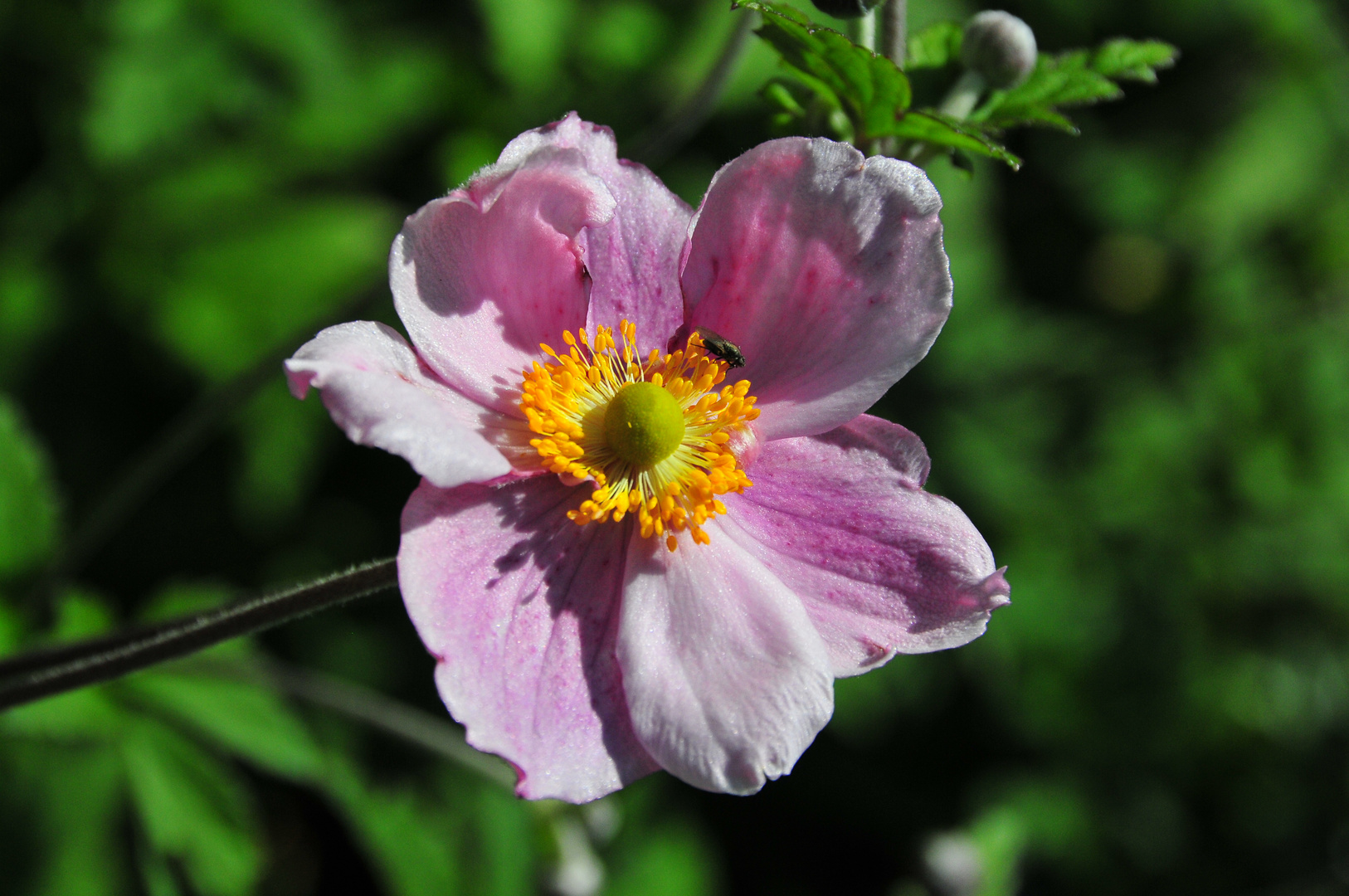 Peonia mascula