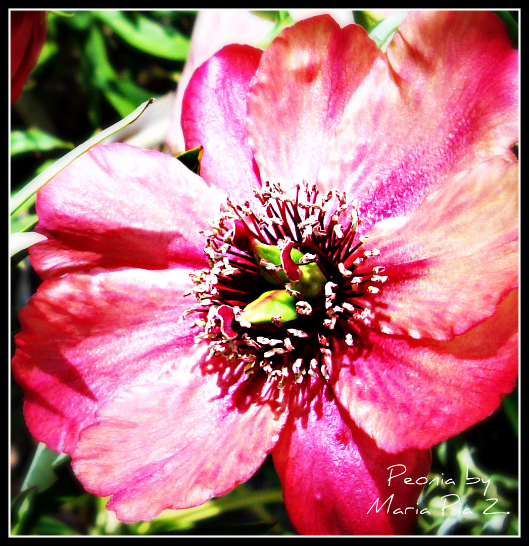 PEONIA ROSSA