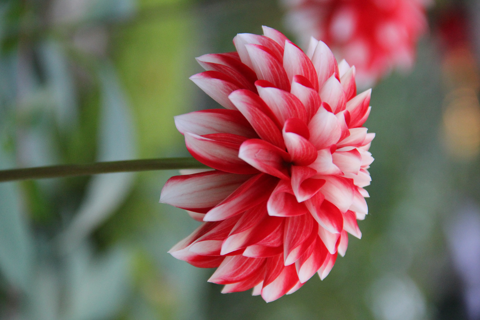 Peonia rossa e bianca