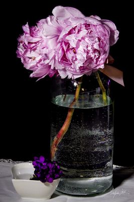 PEONIE-2-4