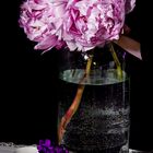 PEONIE-2-4