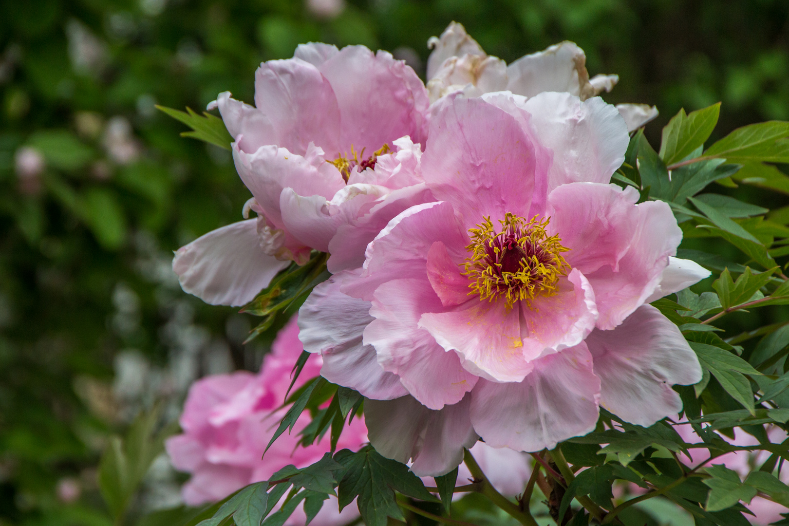 Peonie