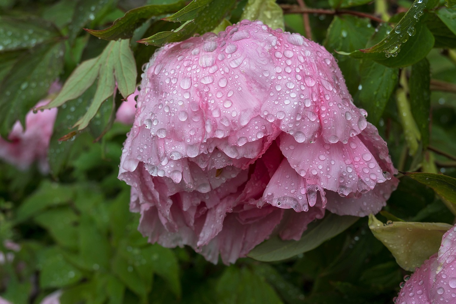 Peonie