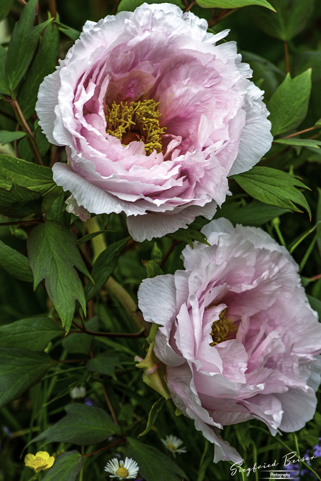 Peonie