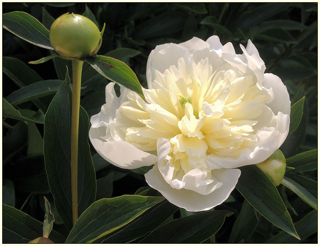 peonie...