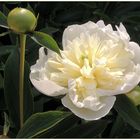 peonie...