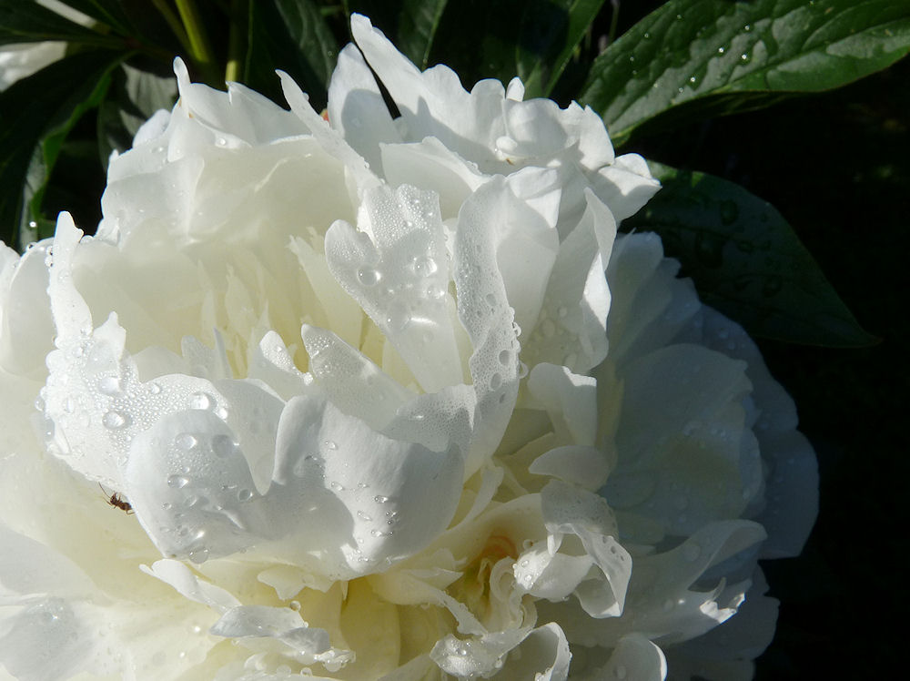 peonie am morgen...