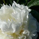 peonie am morgen...