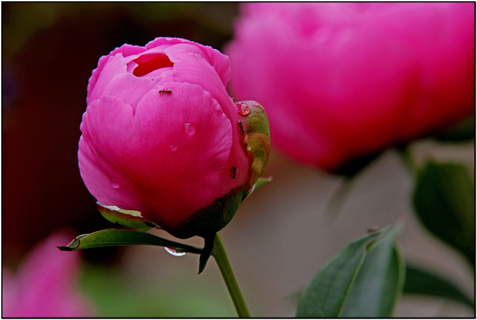 Peonie con...........formiche!