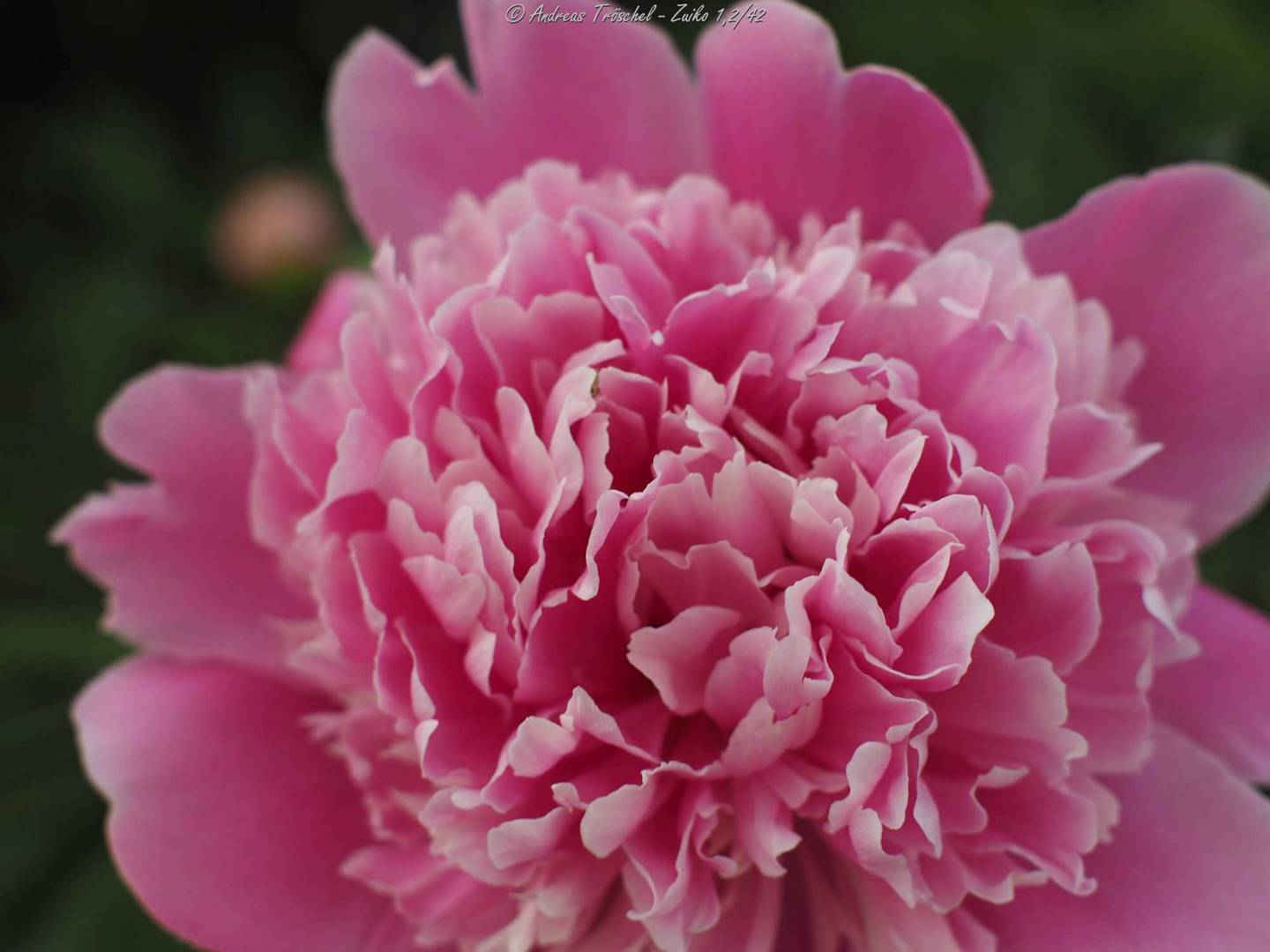 peonie