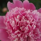 peonie