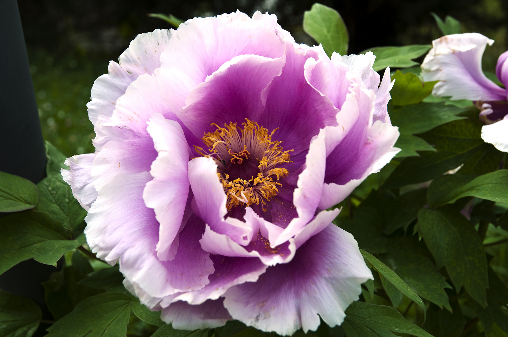 Peonie in giardino