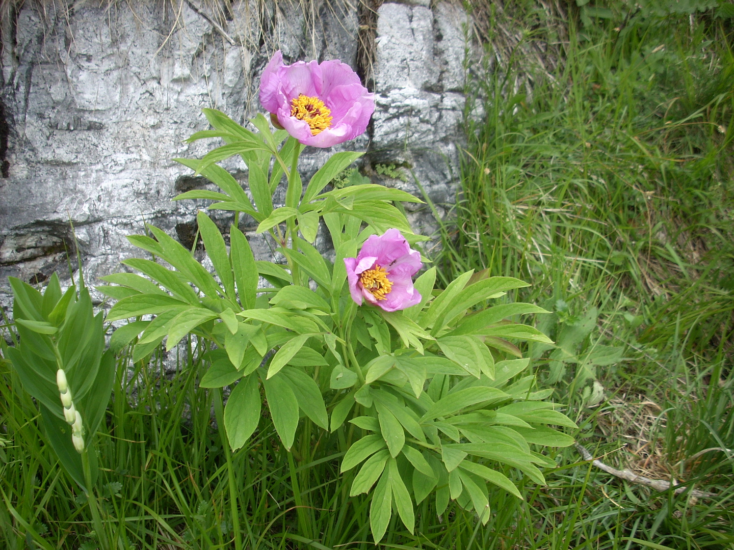 peonie spontanee