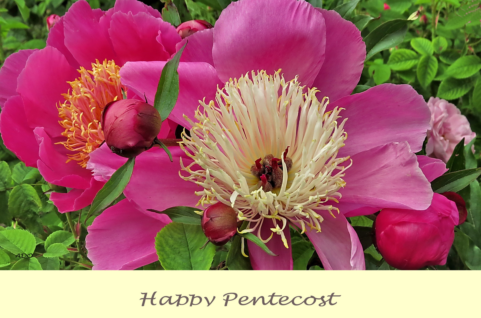 Peonies