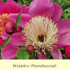 Peonies