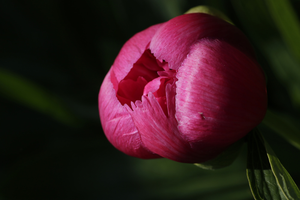 Peony