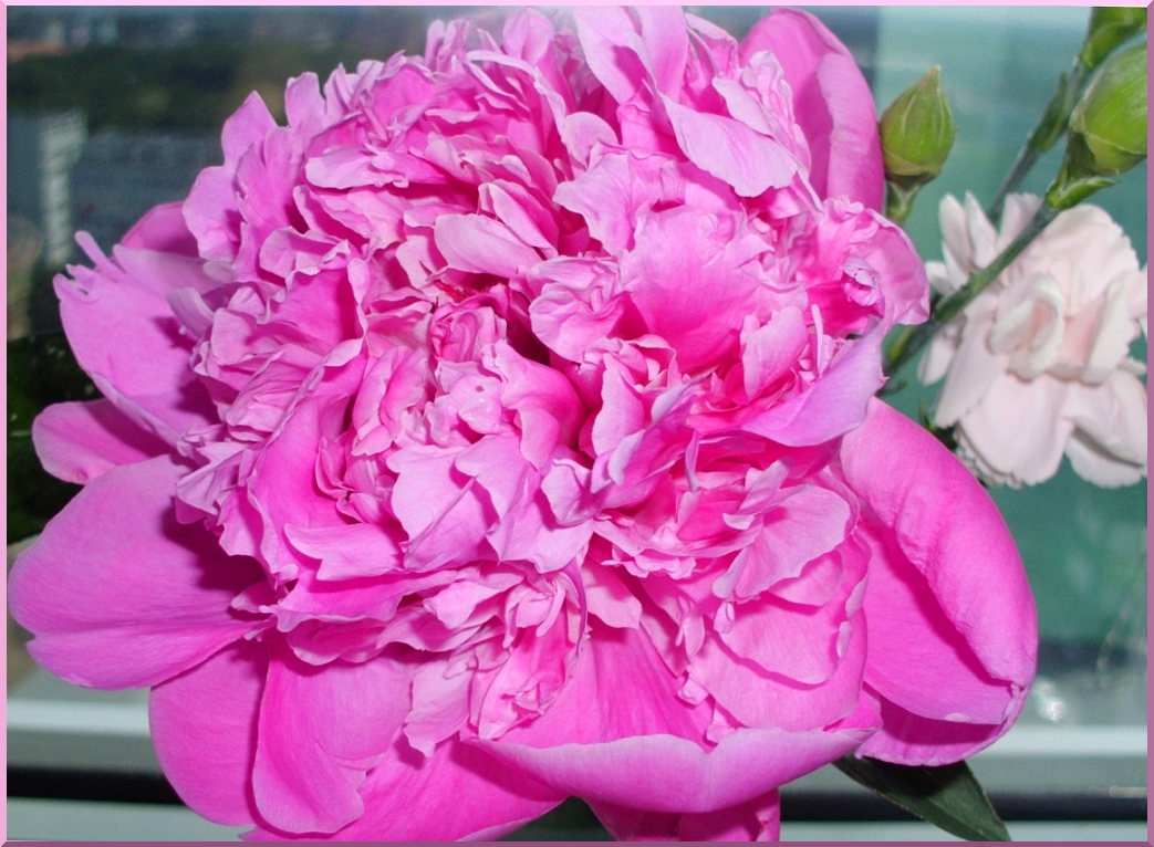 Peony