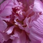 Peony