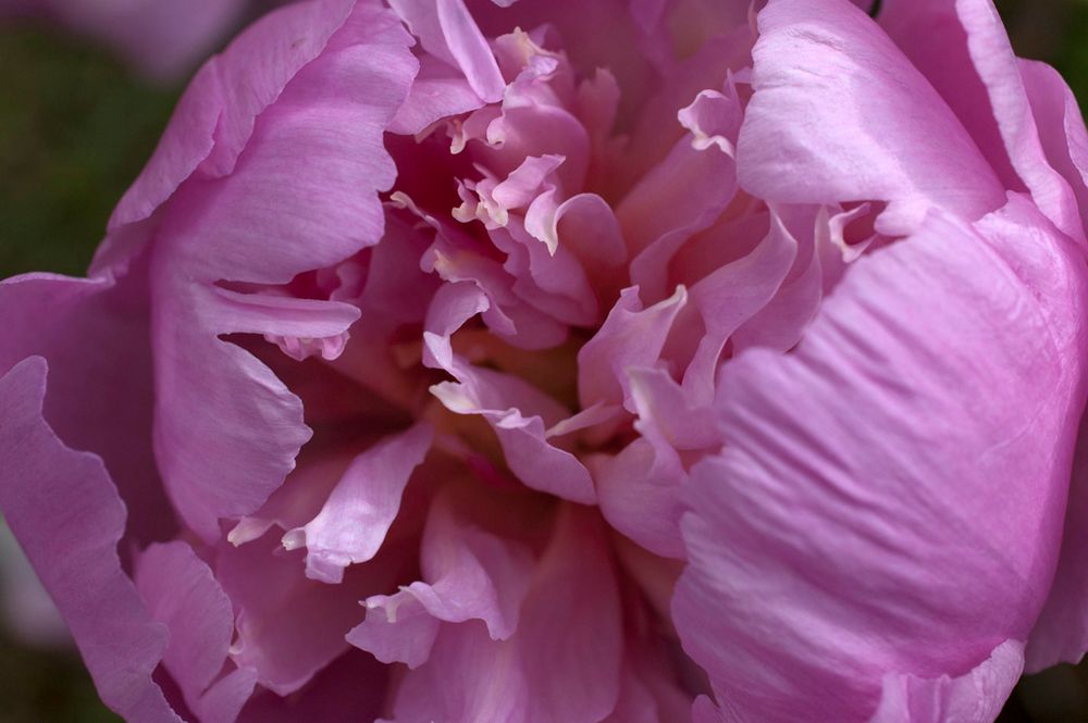 Peony