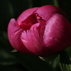 Peony