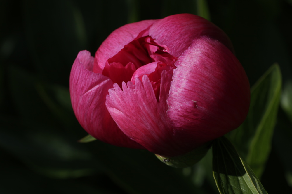 Peony