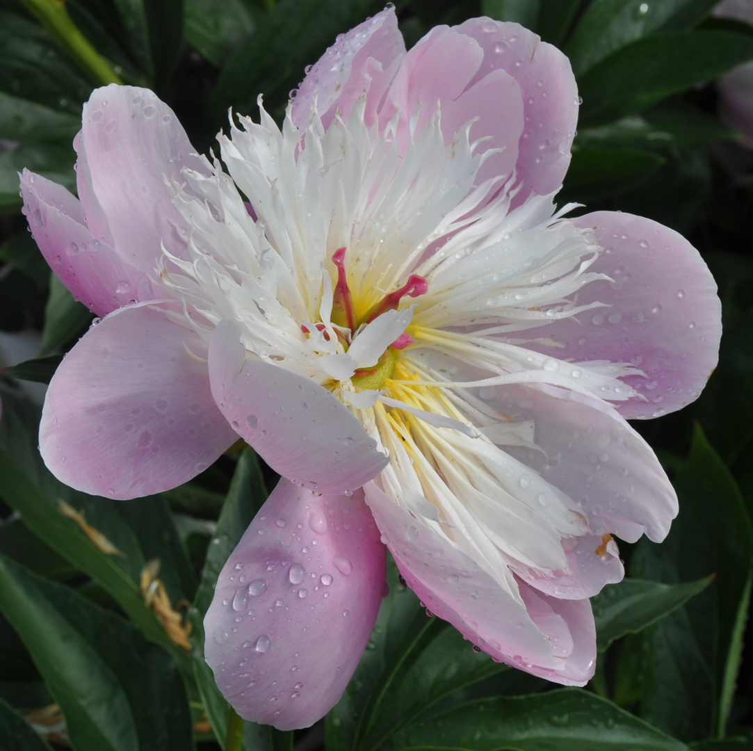 Peony after the rain