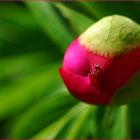 Peony bud 5