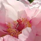 peony