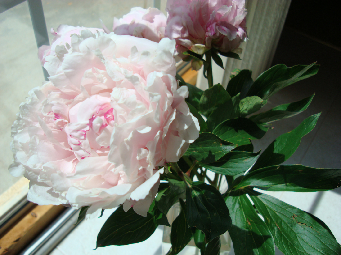 Peony