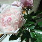 Peony