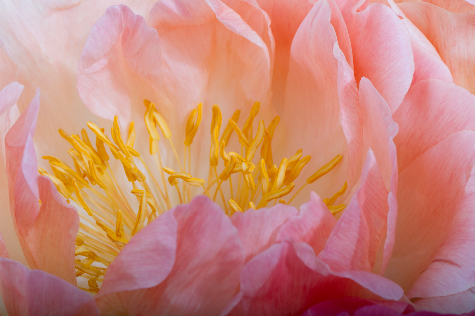 Peony Closeup