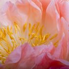 Peony Closeup